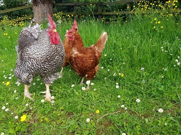 Alan the cockerel and a couple of his girls