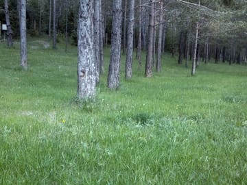 The grassed area