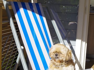 Dogs welcome