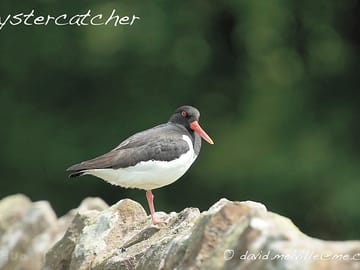 An oyster catcher enjoying the quiet location
