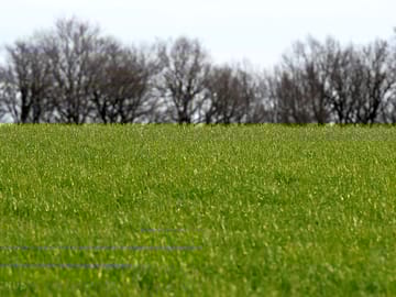 Grass pitches