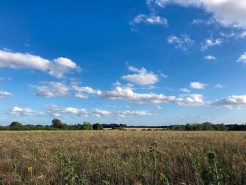 View across a field sown for wild bird seed cover
