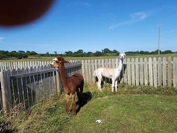 Alpacas toffee and snoopy freshly sheared