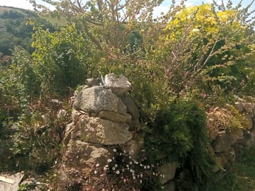 Newly planted cornish hedges