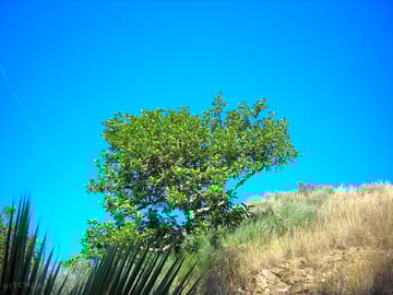 Carob trees around