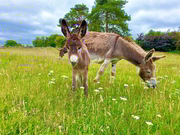 Local donkeys