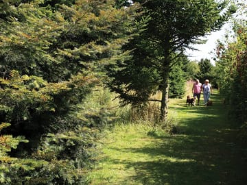 Our dog walk