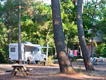 Pitches in the woods