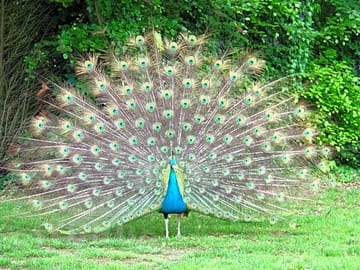 Our indian blue peacock showing off!