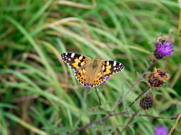 Our site is managed for wildlife and there are lots of wonderful creatures who live here.