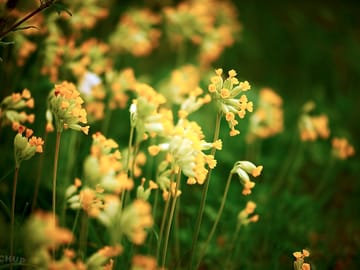 Cowslips in may