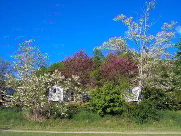 Acias in spring