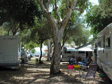 Pitches under the trees