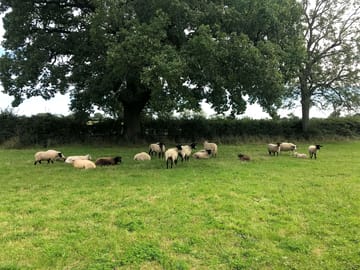 Grazing sheep