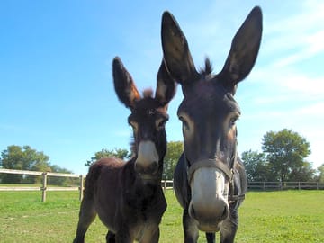 Donkeys