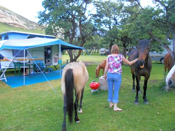 Friendly visitors on site