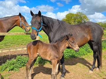 Horses on the farm