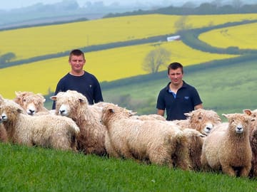 Rare breed sheep