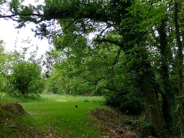 Among the trees