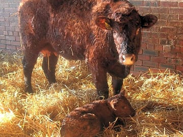 A new born calf