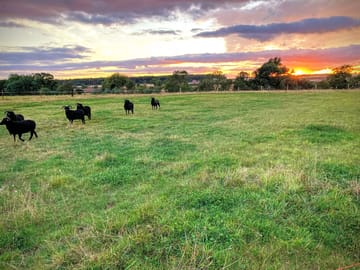 Lifestock grazing in secure paddock