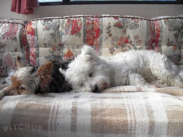Dogs having a nap after visiting the "blue flag" fintra beach just 5 minutes up the road