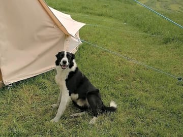 Well-behaved dogs welcome