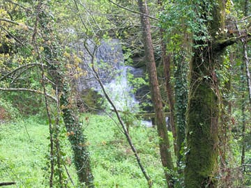 Walking in the woods