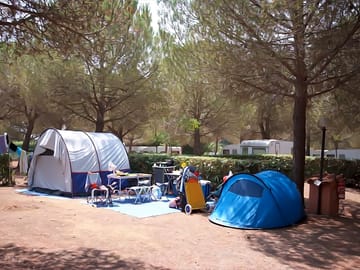 Pitches in the pine grove