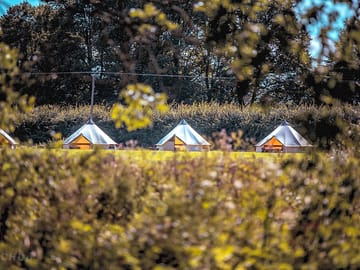 Bell tents sheltered by trees