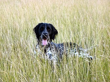 Dogs are very welcome at field barn park. pathways lead away from the site to a network of footpaths