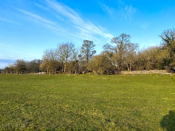 Ancient woodland with sunny backdrop