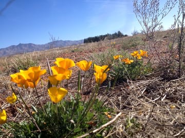 Wild poppies during summer and early fall