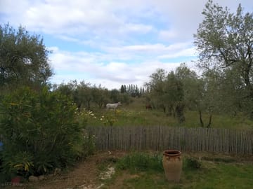 View of horses
