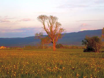 Meadow buttercups