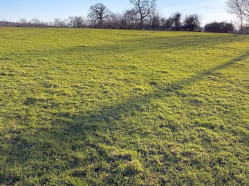 Grass fringed by woodland