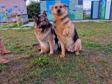 Dog freindly campsite
