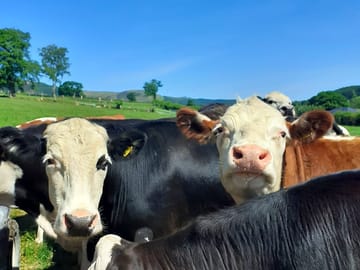 Some of the locals