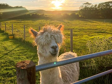 Meet apollo the friendly alpaca