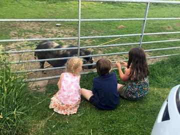 Friendly animals on site