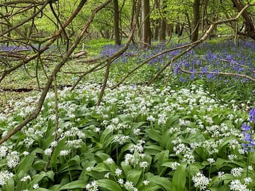 Wildflowers