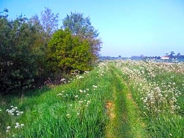 Cow parsley