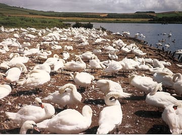 Abbotsbury swannery