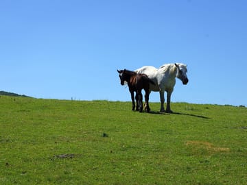 Percheron horses reveuse and her son idalgo