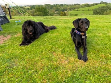 Dogs welcome