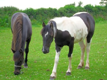 Two of coleridge farm's horses