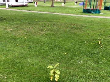 Camping pitches