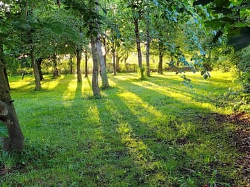 Wooded camping area
