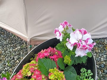 Lovely flower displays