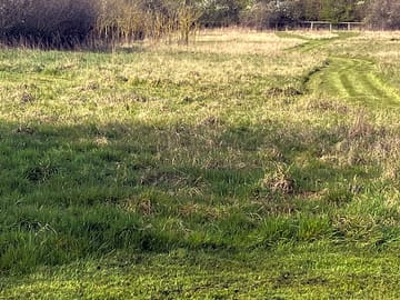Looking across the meadow